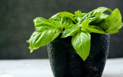 How to keep basil fresh